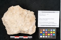 Foto (Objekt + Etikett) von Populus tremula L. (NHMW-GEO-2024-0188-11313)